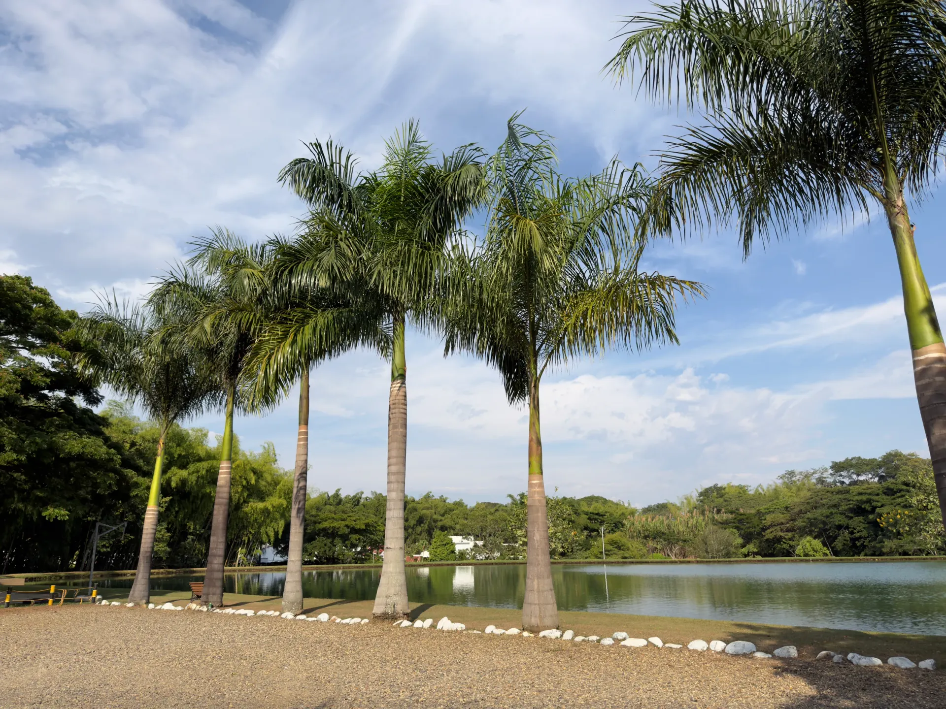 Palmeras junto al lago que rodea el estudio