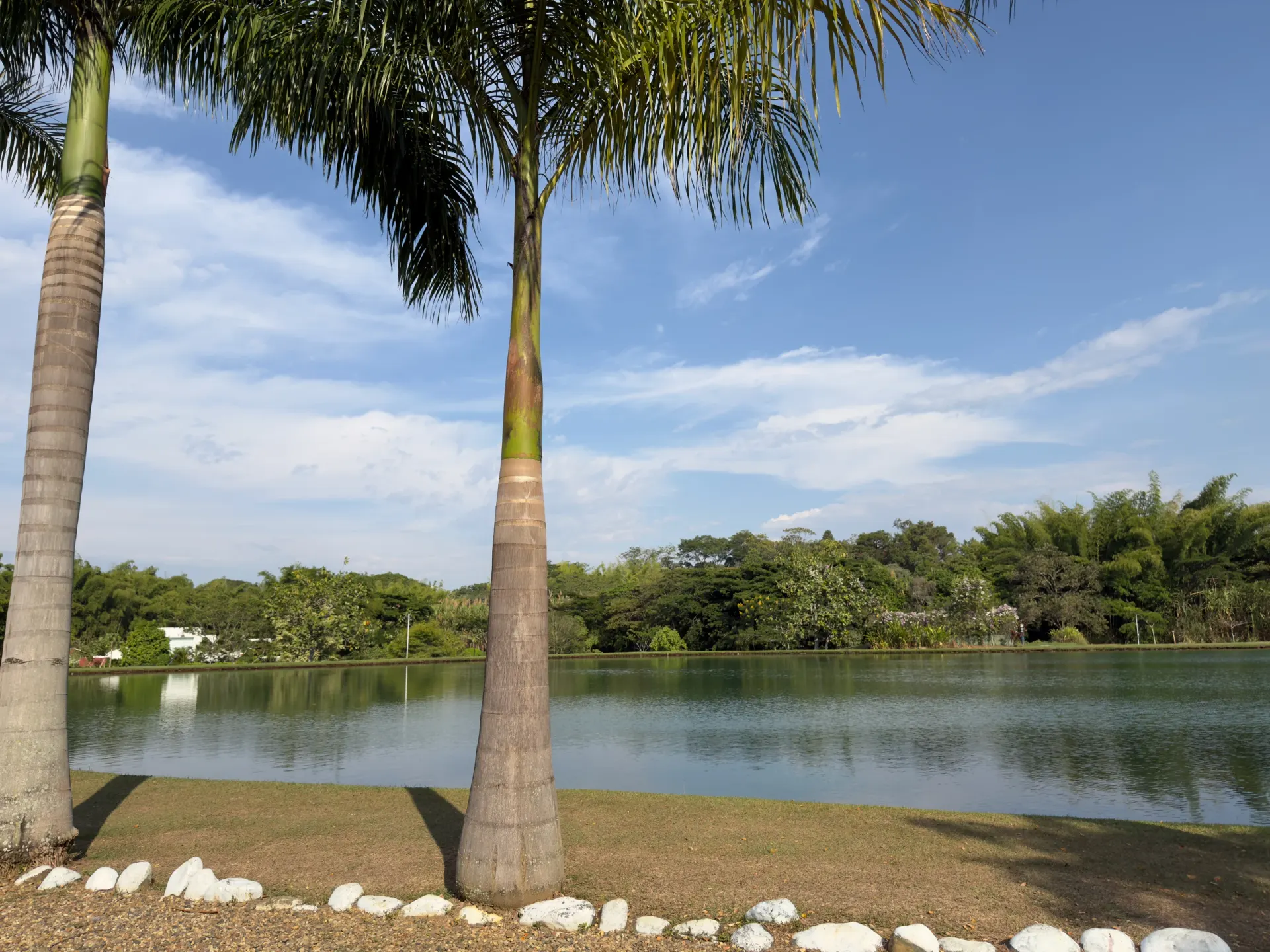 Una palmera al borde del agua