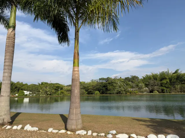 Una palmera al borde del agua