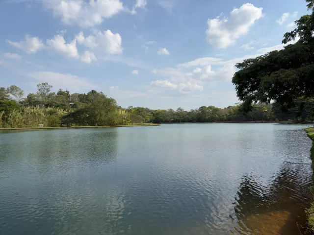 El lago con la arboleda al fondo