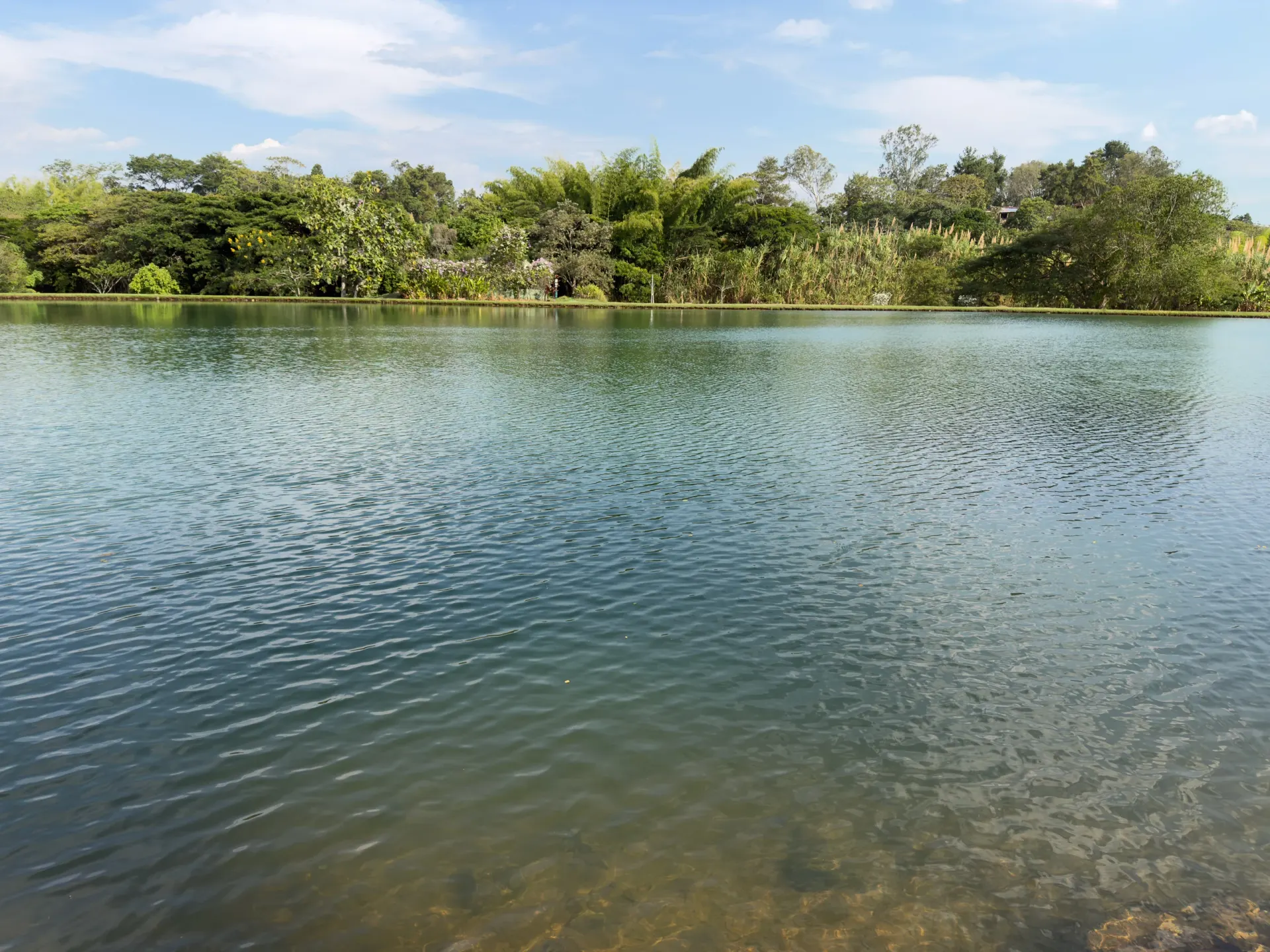 El lago con guaduales en la orilla opuesta