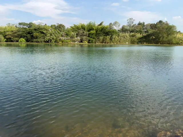 El lago con guaduales en la orilla opuesta