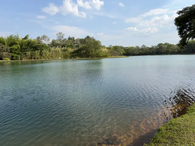 Las aguas bajas del lago junto a la orilla
