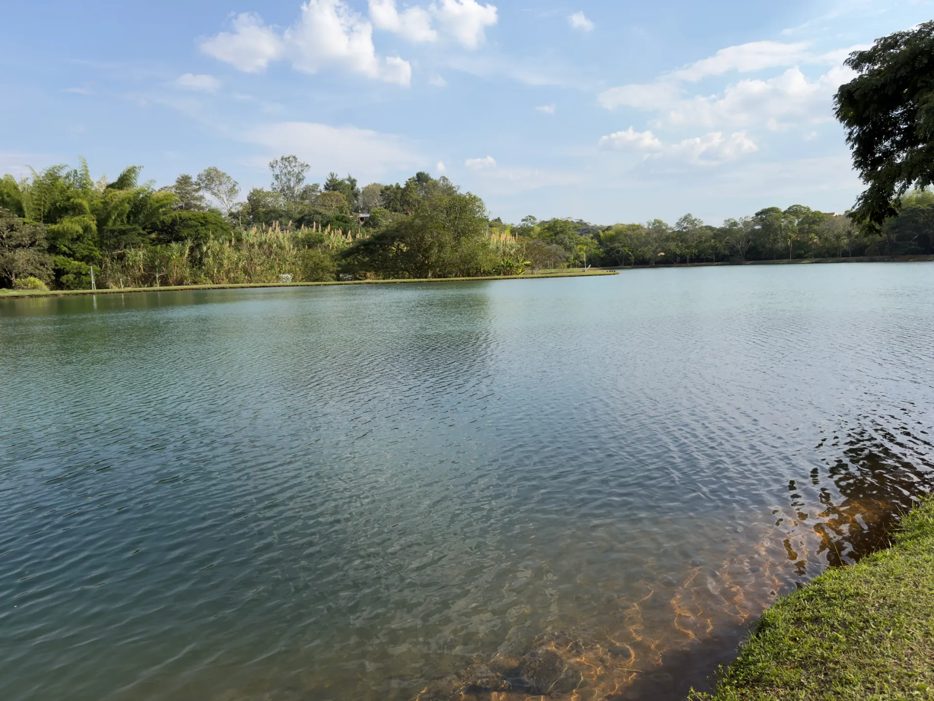 Las aguas bajas del lago junto a la orilla