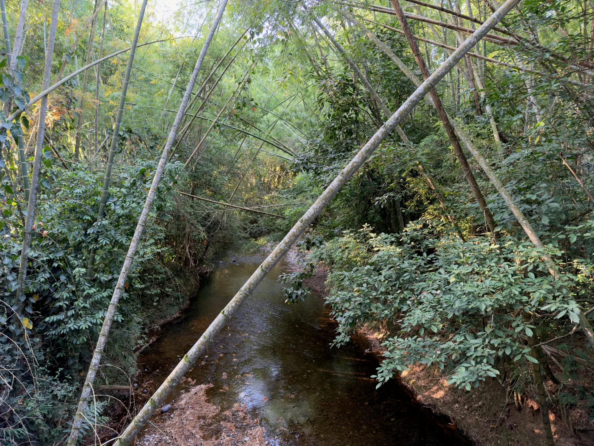 Guaduas inclinadas sobre el agua