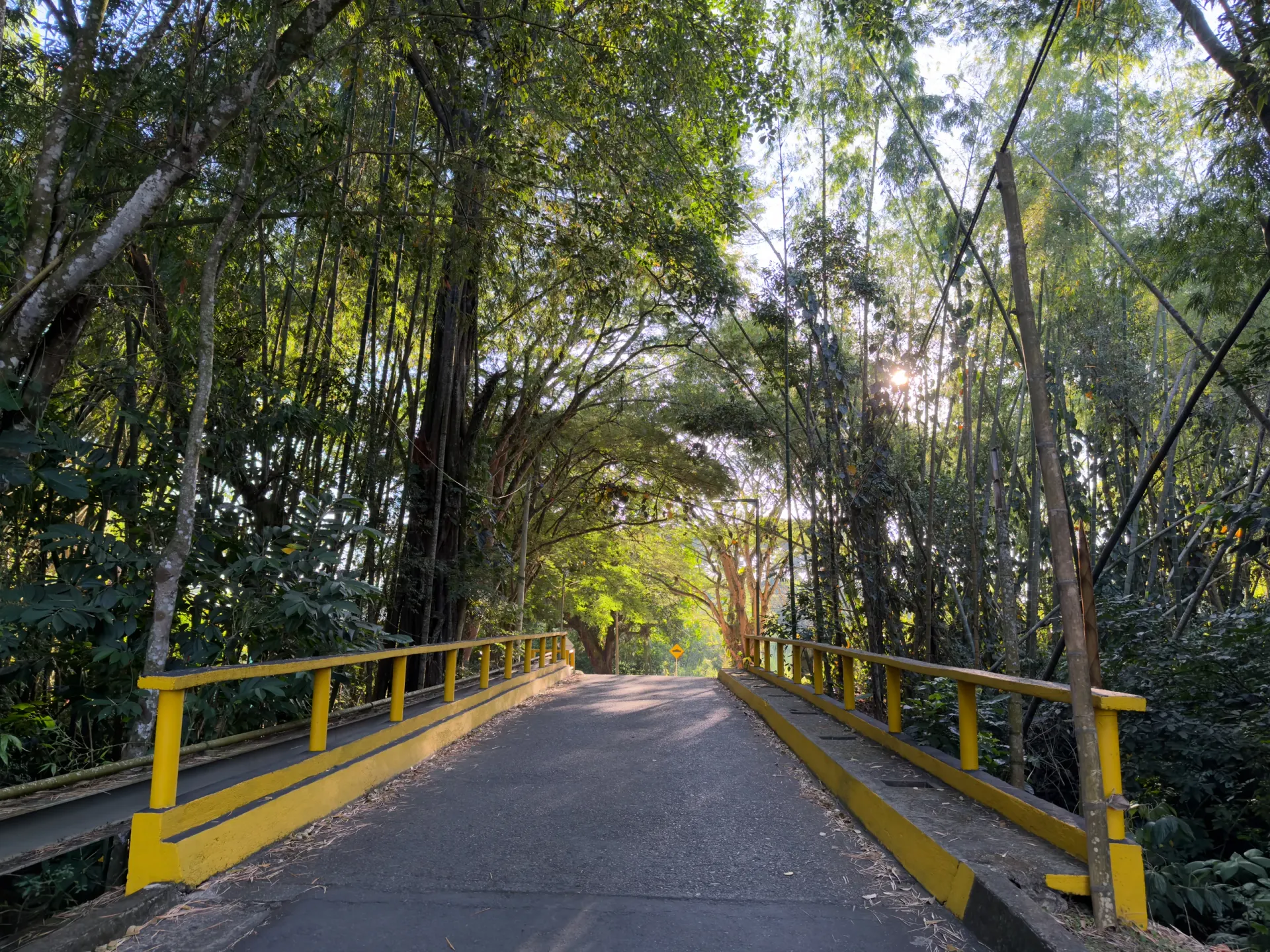 El camino bajo las guaduas