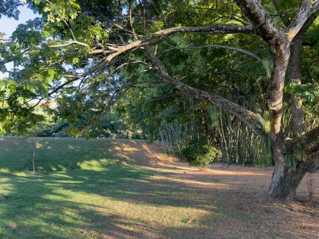 Un árbol abriéndose sobre la hierba