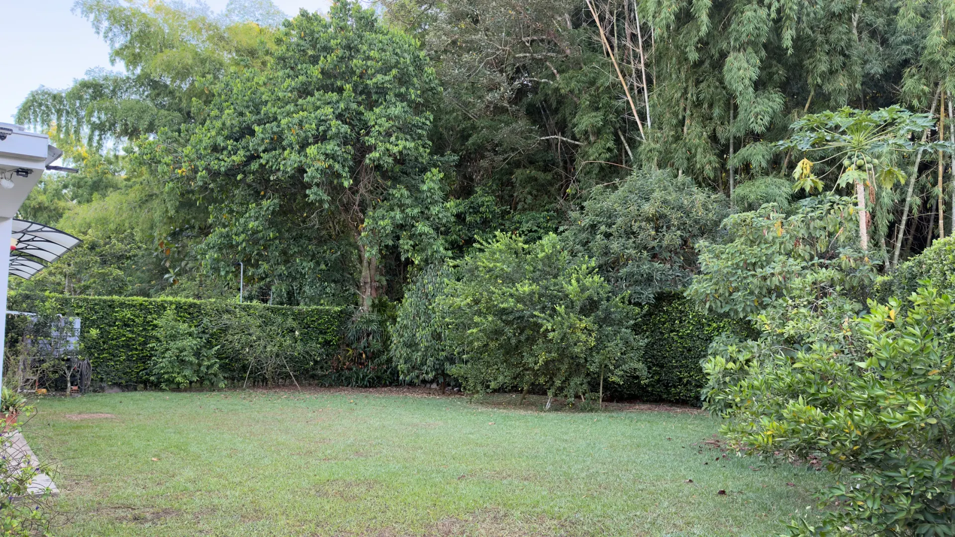 El bosque en el límite del terreno